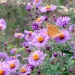 native-aster-flowers-with-a-butterfly-garden