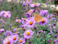 native-aster-flowers-with-a-butterfly-garden