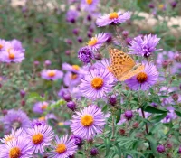 native-aster-flowers-with-a-butterfly-garden
