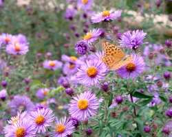 native-aster-flowers-with-a-butterfly-garden