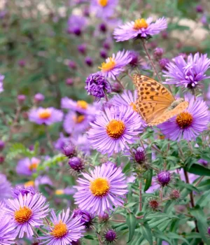 native-aster-flowers-with-a-butterfly-garden native-aster-flowers-with-a-butterfly-garden