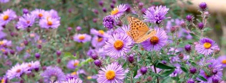 native-aster-flowers-with-a-butterfly-garden