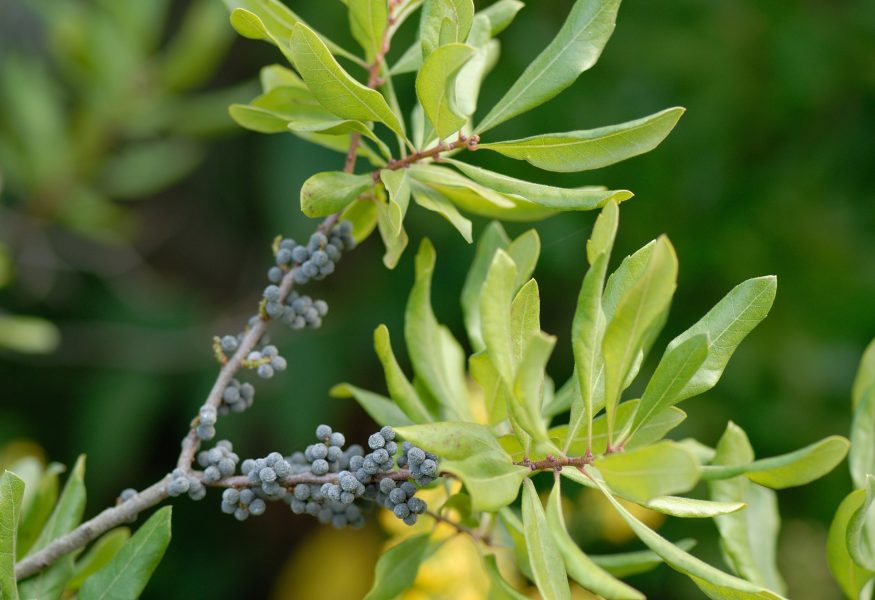 native-bayberry-edible-Myrica-pensylvanica native-bayberry-edible-Myrica-pensylvanica