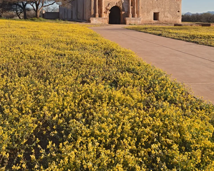 Iconic, one-and-done landscaping: a field of bladderpods