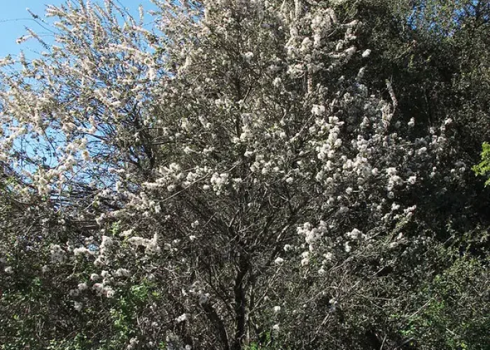 Tree in bloom with white flowers against a bright blue sky, dense branches and green undergrowth beneath.