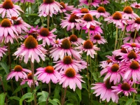 native-coneflowers-in-a-garden