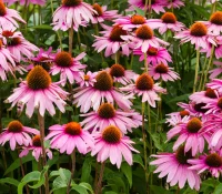 native-coneflowers-in-a-garden