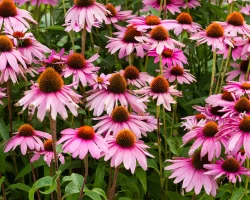 native-coneflowers-in-a-garden