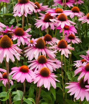 native-coneflowers-in-a-garden