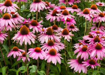 native-coneflowers-in-a-garden