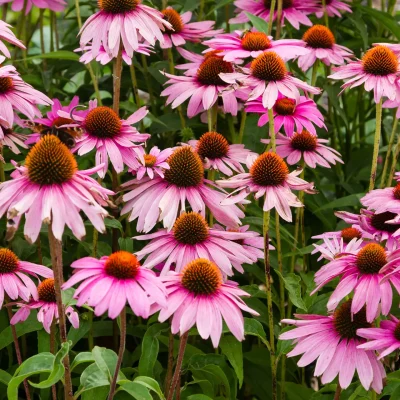 native-coneflowers-in-a-garden