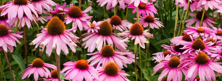 native-coneflowers-in-a-garden