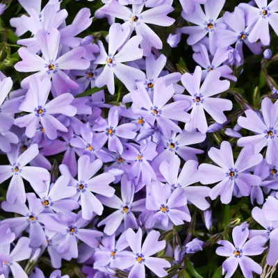 native-creeping-phlox-flower-how-to-grow #image_title