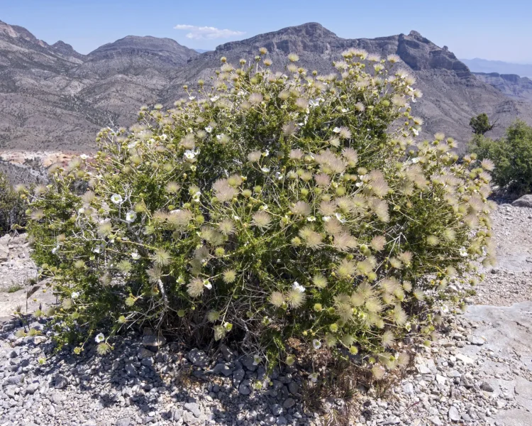 In its natural habitat, Apache plumes anchor baking sunlit areas