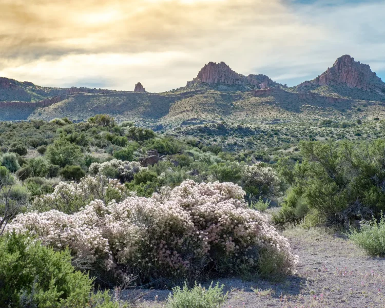 A beautiful hedge-like row of Apache plume growing in the Southwest helps you imagine what a landscaped hedgerow will look like