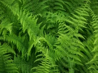 native-ferns-of-north-america-hayscented-fern