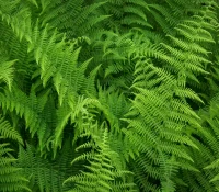 native-ferns-of-north-america-hayscented-fern