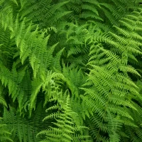 native-ferns-of-north-america-hayscented-fern