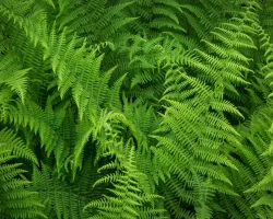 native-ferns-of-north-america-hayscented-fern