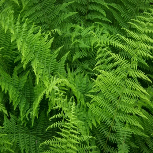 native-ferns-of-north-america-hayscented-fern