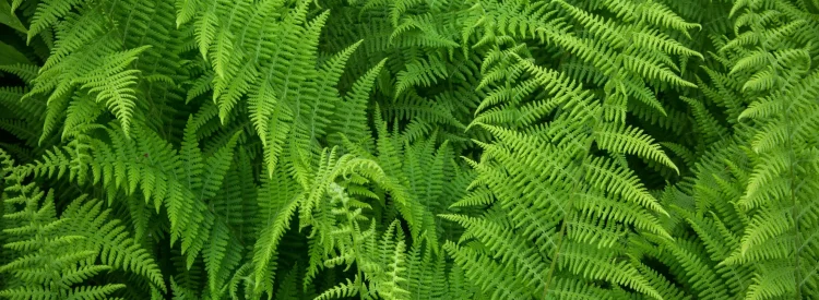 native-ferns-of-north-america-hayscented-fern