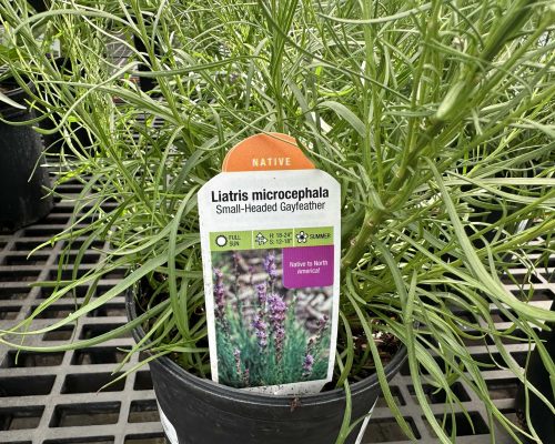 Image of a pot filled with Small-Headed Gayflower in a nursery