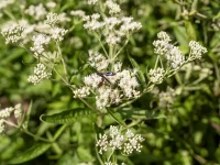 native-flower-boneset-in-flower-detail