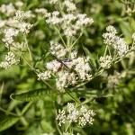 native-flower-boneset-in-flower-detail