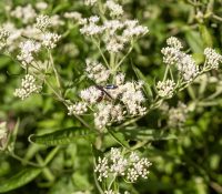 native-flower-boneset-in-flower-detail