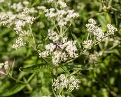 native-flower-boneset-in-flower-detail