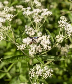 native-flower-boneset-in-flower-detail