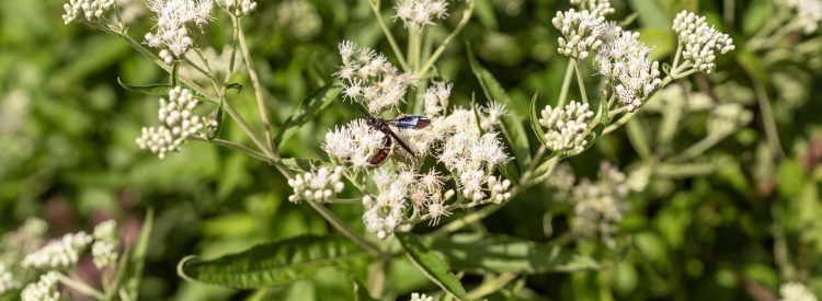 native-flower-boneset-in-flower-detail