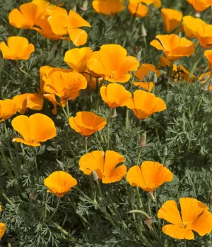 native-flower-california-poppy-in-bloom #image_title