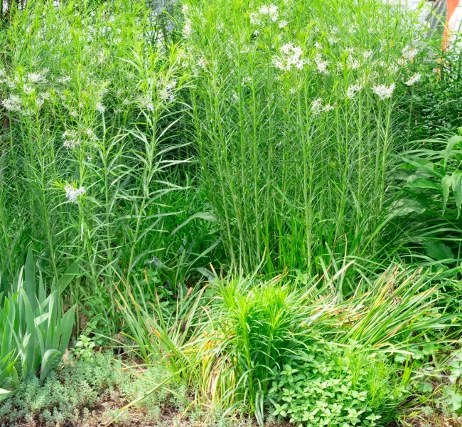 Amsonia in the back provides a verdant wall for summer bloomers like blazing star (just popping up in the front)
