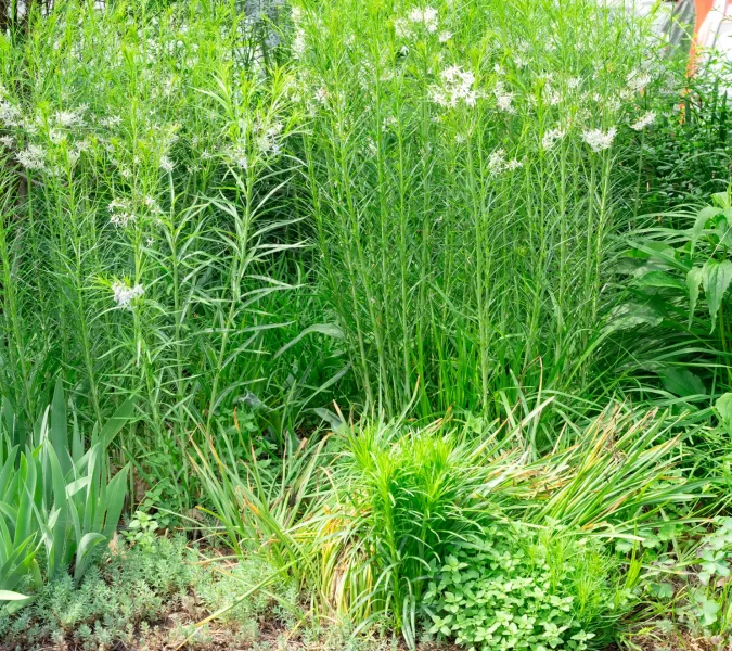 Amsonia in the back provides a verdant wall for summer bloomers like blazing star (just popping up in the front)
