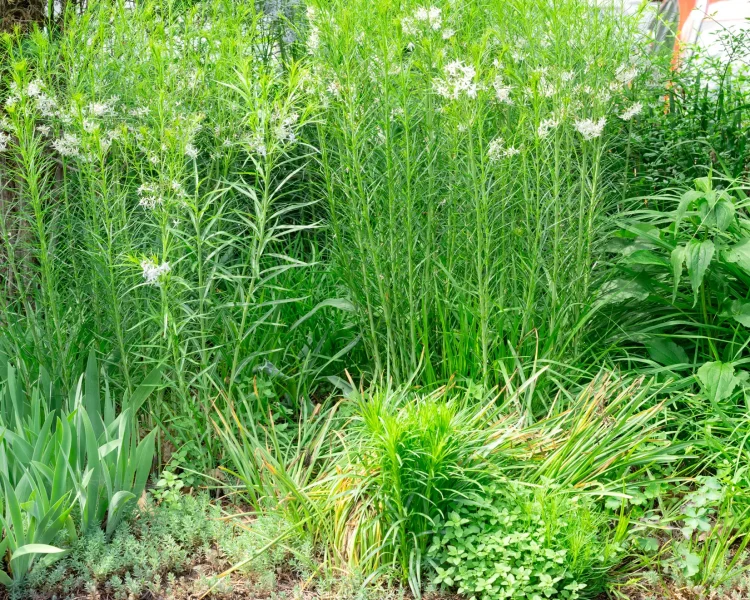 Amsonia in the back provides a verdant wall for summer bloomers like blazing star (just popping up in the front)