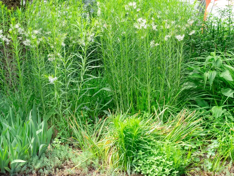 Amsonia in the back provides a verdant wall for summer bloomers like blazing star (just popping up in the front)