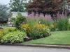 native-garden-with-obedient-plant-pairing-black-eyed-susans