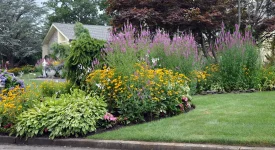 native-garden-with-obedient-plant-pairing-black-eyed-susans