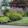 native-garden-with-obedient-plant-pairing-black-eyed-susans