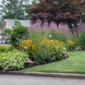 native-garden-with-obedient-plant-pairing-black-eyed-susans