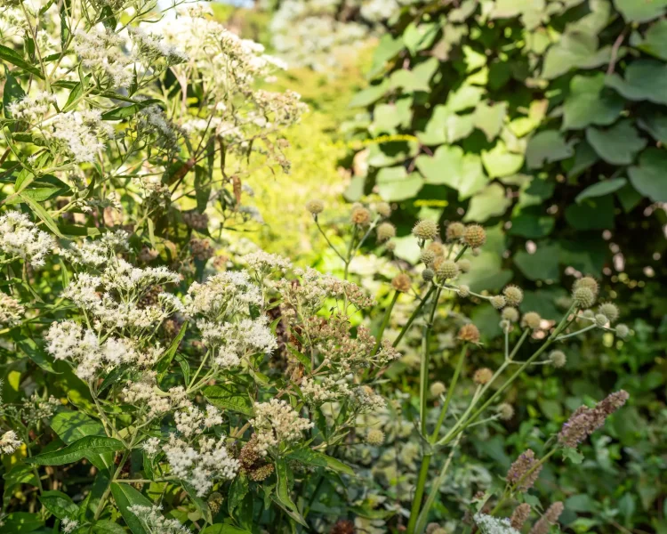 Boneset can also thrive alongside Rattlesnake Master in a full-sun garden