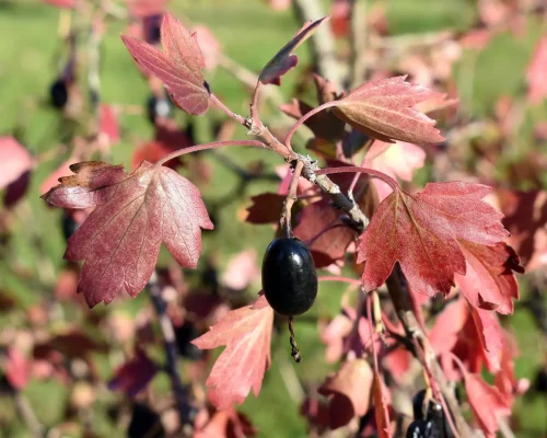 native-golden-currant-fall-color-Ribes-aureum native-golden-currant-fall-color-Ribes-aureum