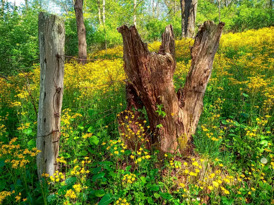 native-golden-ragwort-in-a-woodland-field