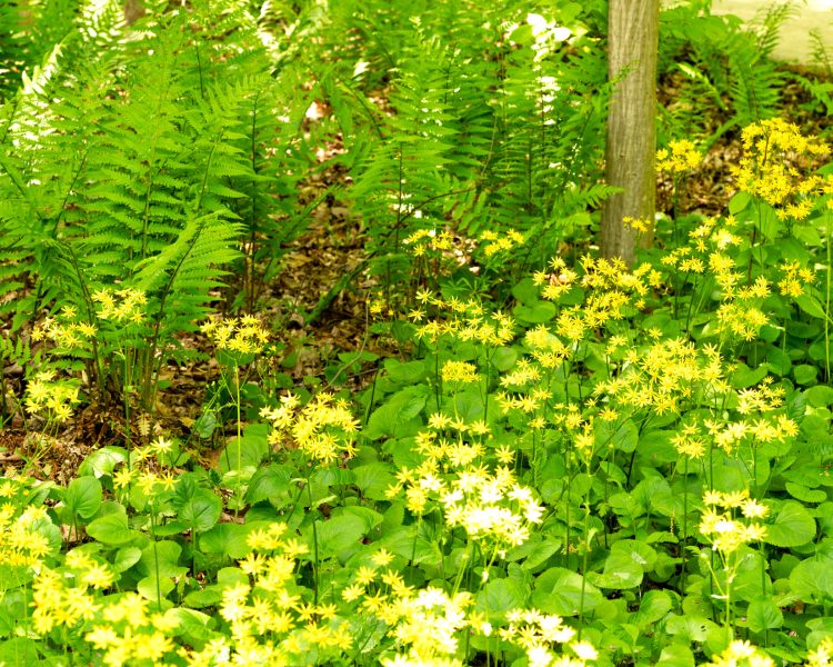 Golden ragwort + ferns = no fuss, shade-friendly gardening