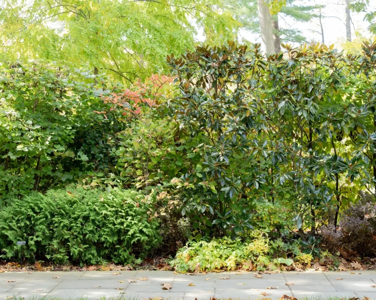 Dense green shrubs and small trees along a sidewalk, with fallen autumn leaves on the ground.