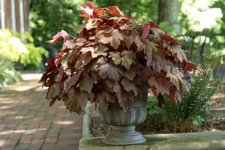 native-heuchera-in-a-container-gardening