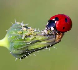 native-ladybug-eating-aphids-natural-gardening