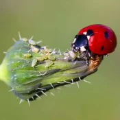 native-ladybug-eating-aphids-natural-gardening