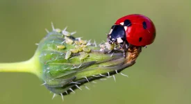 native-ladybug-eating-aphids-natural-gardening